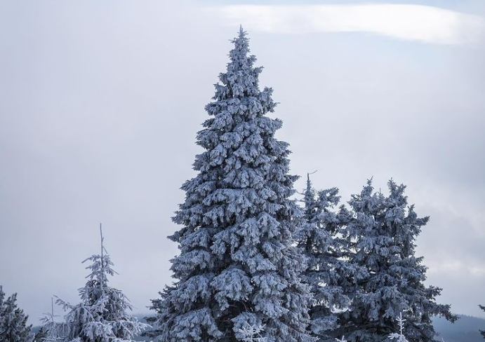 Weihnachtsgrüße